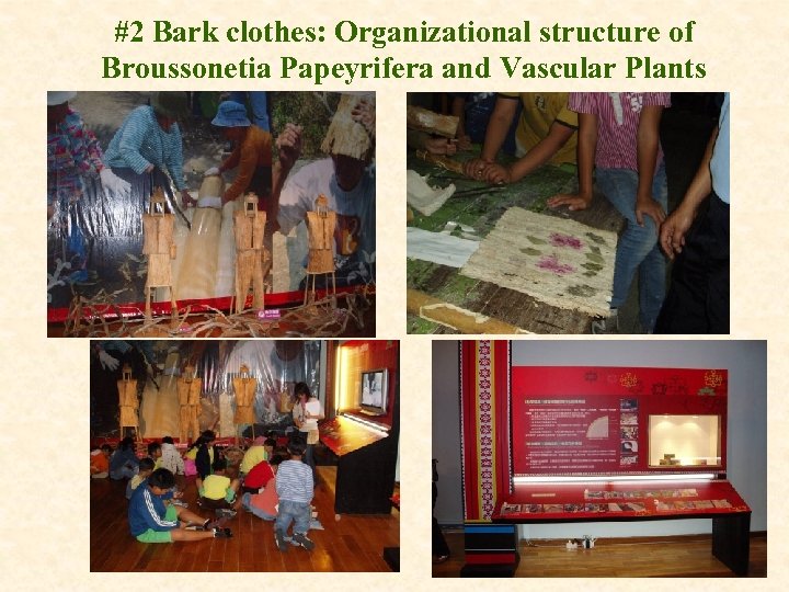 #2 Bark clothes: Organizational structure of Broussonetia Papeyrifera and Vascular Plants 