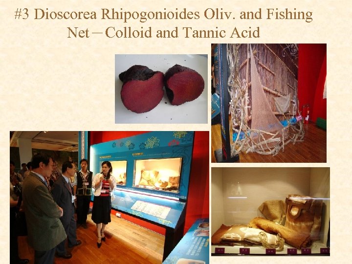 #3 Dioscorea Rhipogonioides Oliv. and Fishing Net－Colloid and Tannic Acid 