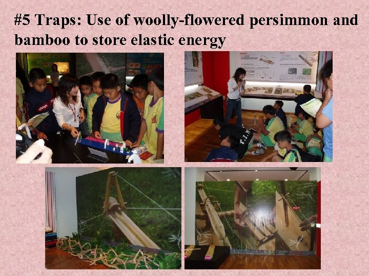#5 Traps: Use of woolly-flowered persimmon and bamboo to store elastic energy 