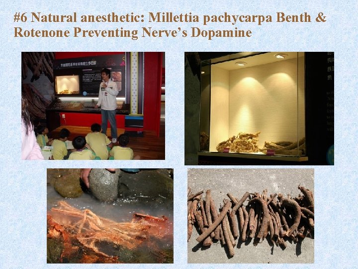 #6 Natural anesthetic: Millettia pachycarpa Benth & Rotenone Preventing Nerve’s Dopamine 