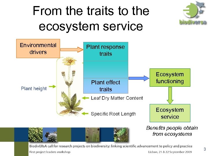 From the traits to the ecosystem service Environmental drivers Plant response traits Plant effect