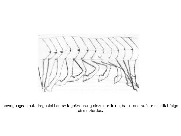bewegungsablauf, dargestellt durch lageänderung einzelner linien, basierend auf der schrittabfolge eines pferdes. 
