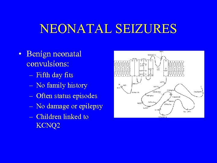 NEONATAL SEIZURES • Benign neonatal convulsions: – – – Fifth day fits No family