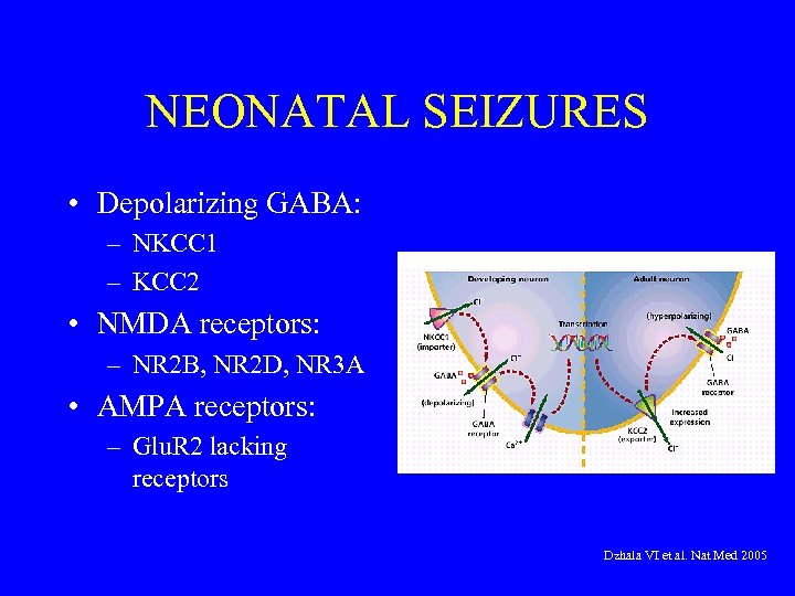 NEONATAL SEIZURES • Depolarizing GABA: – NKCC 1 – KCC 2 • NMDA receptors: