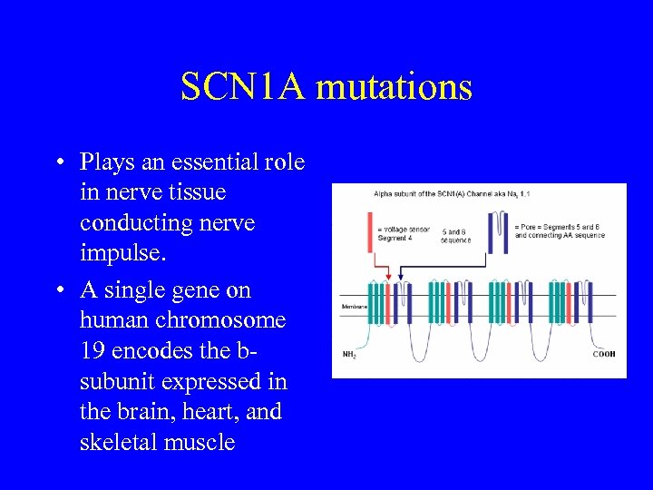 SCN 1 A mutations • Plays an essential role in nerve tissue conducting nerve