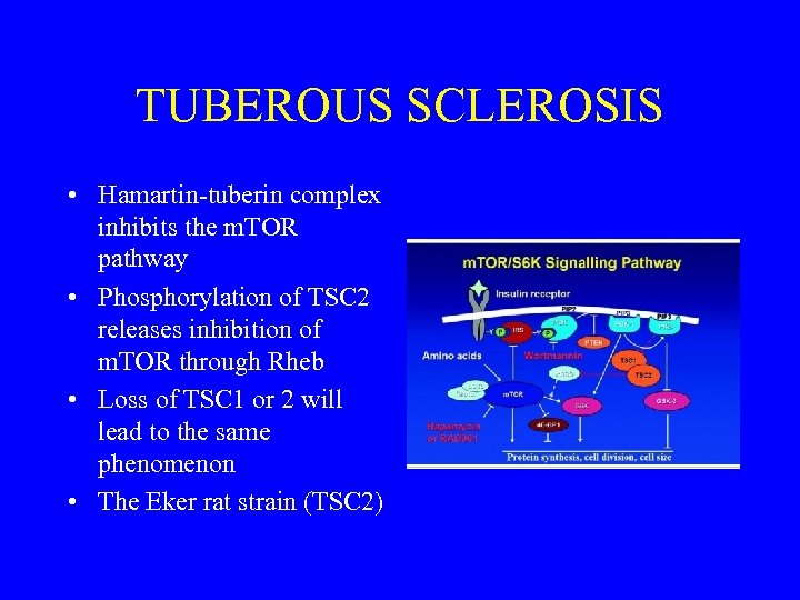 TUBEROUS SCLEROSIS • Hamartin-tuberin complex inhibits the m. TOR pathway • Phosphorylation of TSC