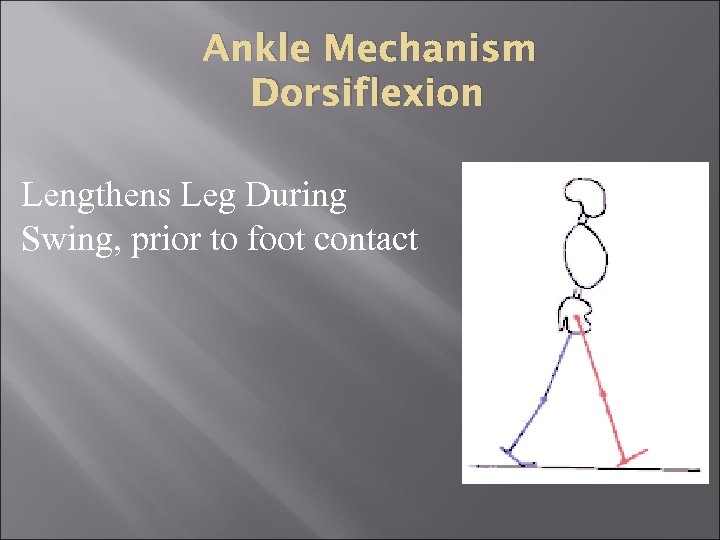 Ankle Mechanism Dorsiflexion Lengthens Leg During Swing, prior to foot contact 