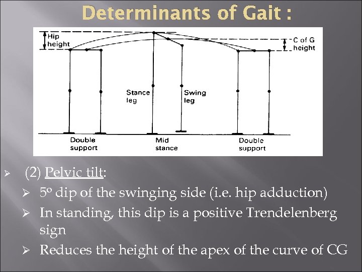 Determinants of Gait : Ø (2) Pelvic tilt: Ø 5 o dip of the