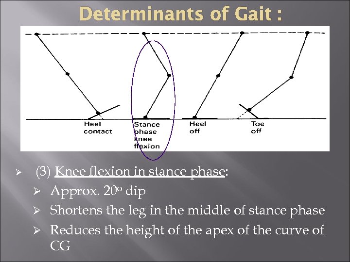 Determinants of Gait : Ø (3) Knee flexion in stance phase: Ø Approx. 20