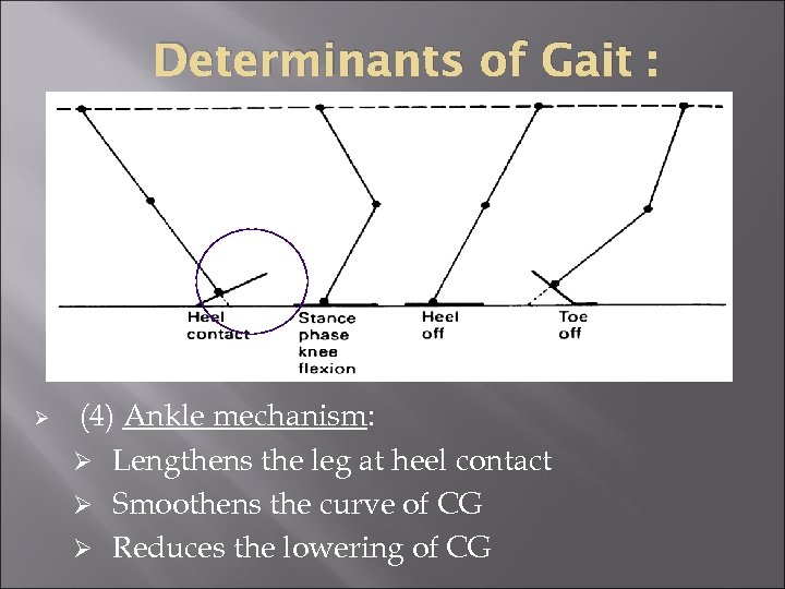 Determinants of Gait : Ø (4) Ankle mechanism: Ø Lengthens the leg at heel