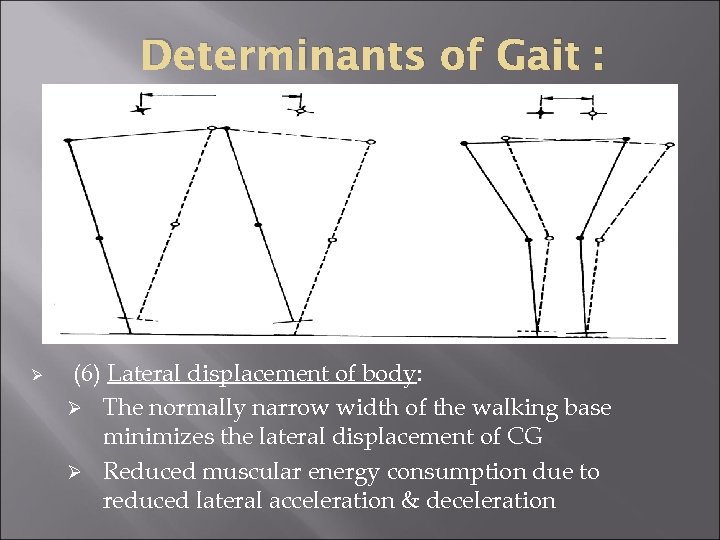 Determinants of Gait : Ø (6) Lateral displacement of body: Ø The normally narrow