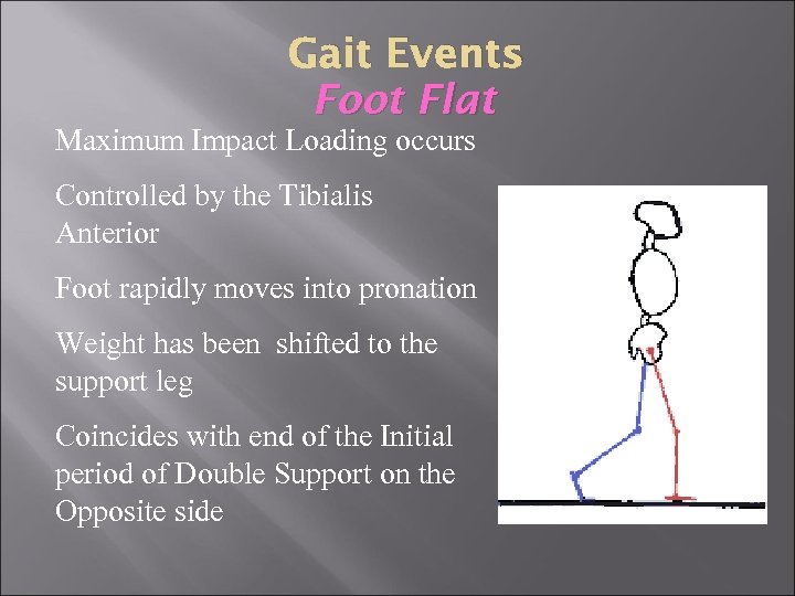 Gait Events Foot Flat Maximum Impact Loading occurs Controlled by the Tibialis Anterior Foot