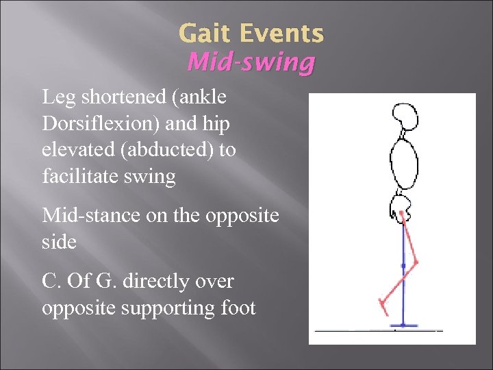 Gait Events Mid-swing Leg shortened (ankle Dorsiflexion) and hip elevated (abducted) to facilitate swing