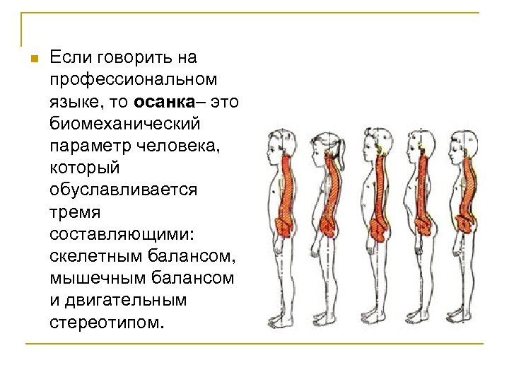 n Если говорить на профессиональном языке, то осанка– это биомеханический параметр человека, который обуславливается