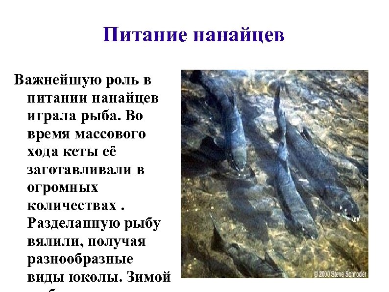 Питание нанайцев Важнейшую роль в питании нанайцев играла рыба. Во время массового хода кеты