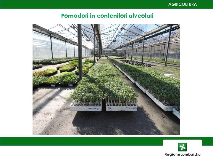 Pomodori in contenitori alveolari 