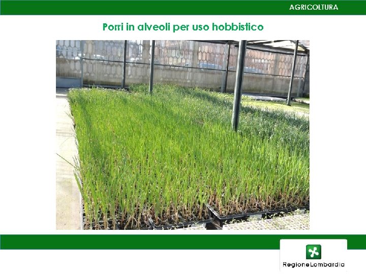 Porri in alveoli per uso hobbistico 