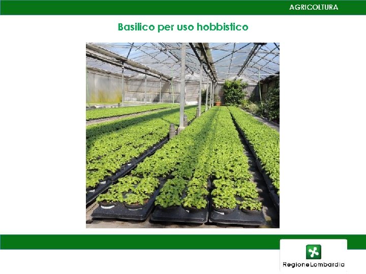 Basilico per uso hobbistico 