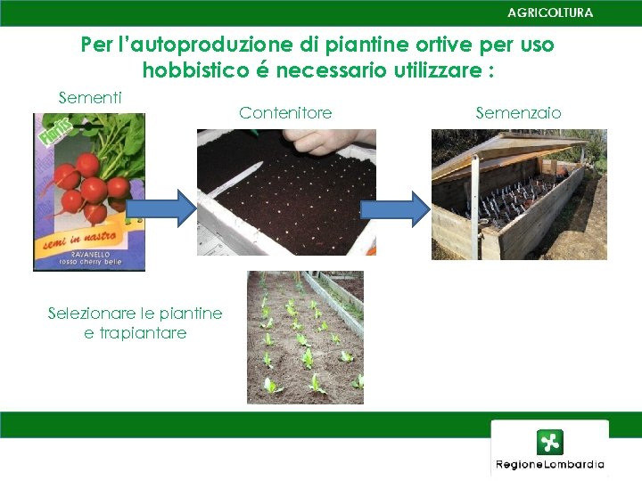 Per l’autoproduzione di piantine ortive per uso hobbistico é necessario utilizzare : Sementi Selezionare