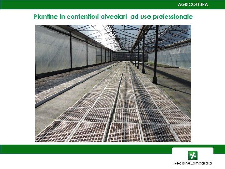 Piantine in contenitori alveolari ad uso professionale 