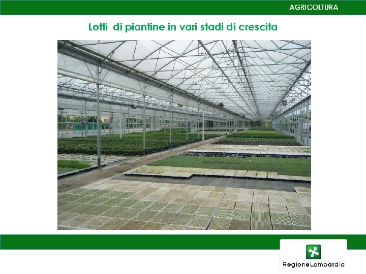 Lotti di piantine in vari stadi di crescita 