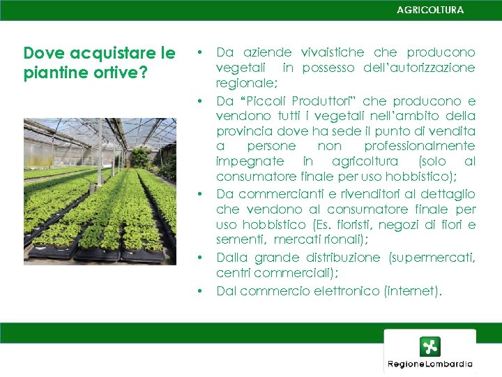 Dove acquistare le piantine ortive? • • • Da aziende vivaistiche producono vegetali in