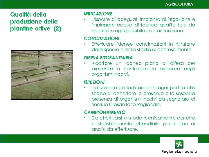 Qualità della produzione delle piantine ortive (2) IRRIGAZIONE • Disporre di adeguati impianto di