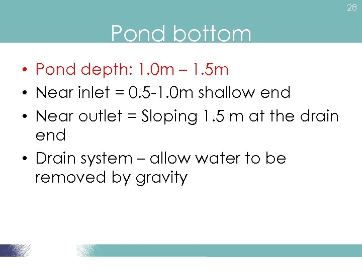 28 Pond bottom • Pond depth: 1. 0 m – 1. 5 m •