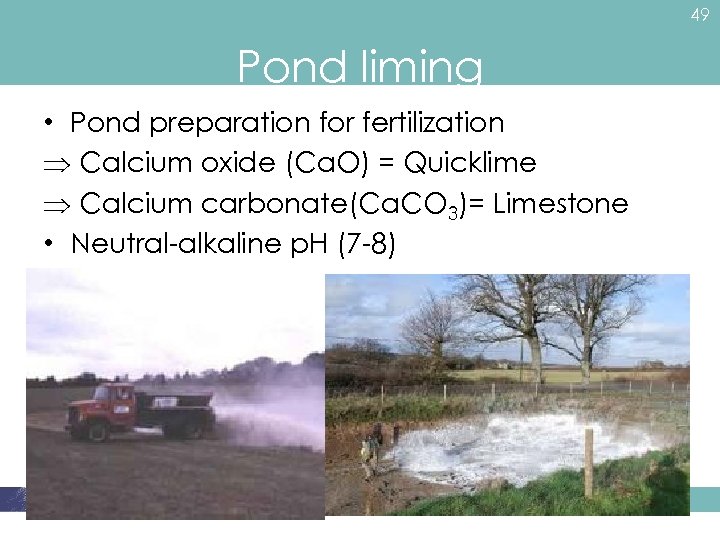 49 Pond liming • Pond preparation for fertilization Calcium oxide (Ca. O) = Quicklime
