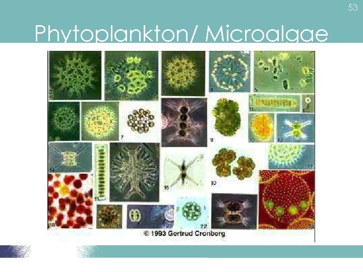 53 Phytoplankton/ Microalgae 