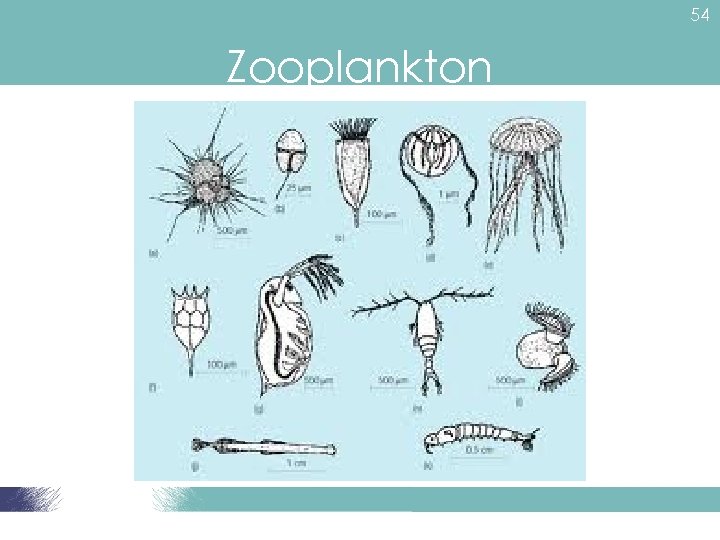 54 Zooplankton 
