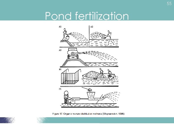 55 Pond fertilization 
