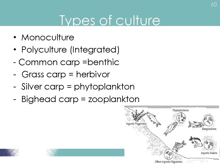 60 Types of culture • Monoculture • Polyculture (Integrated) - Common carp =benthic -