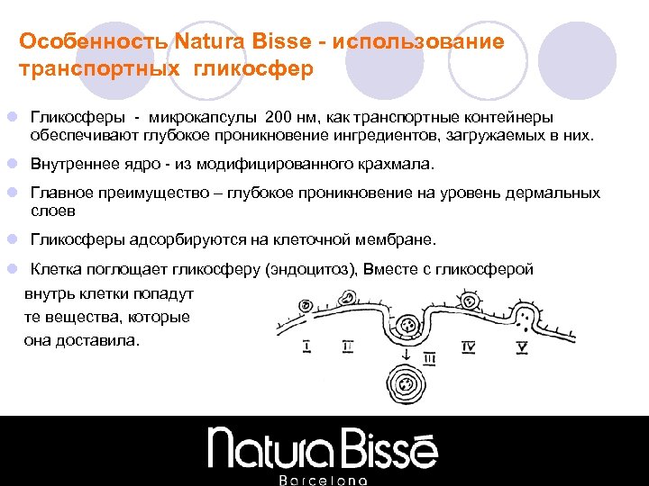 Особенность Natura Bisse - использование транспортных гликосфер l Гликосферы - микрокапсулы 200 нм, как