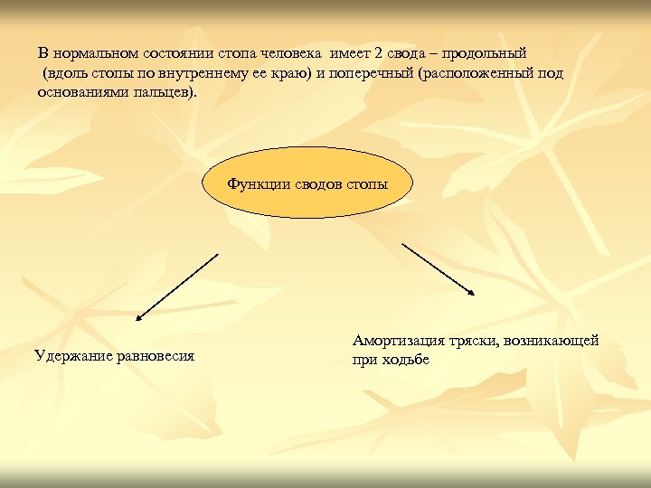 В нормальном состоянии стопа человека имеет 2 свода – продольный (вдоль стопы по внутреннему
