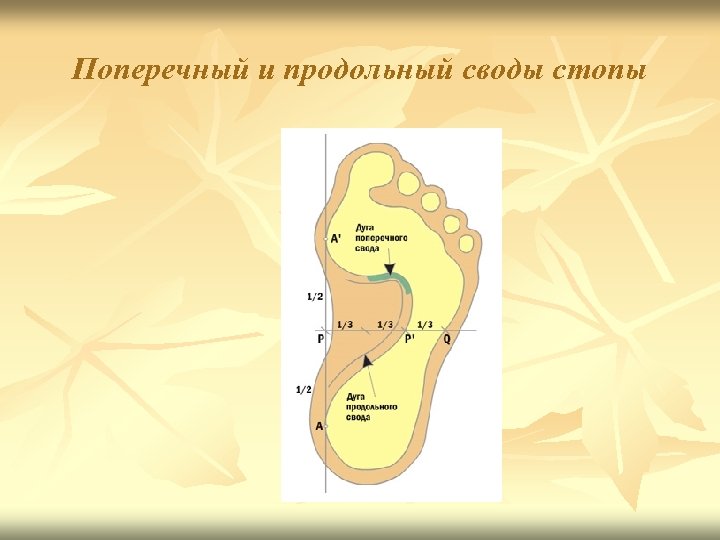 Поперечный и продольный своды стопы 
