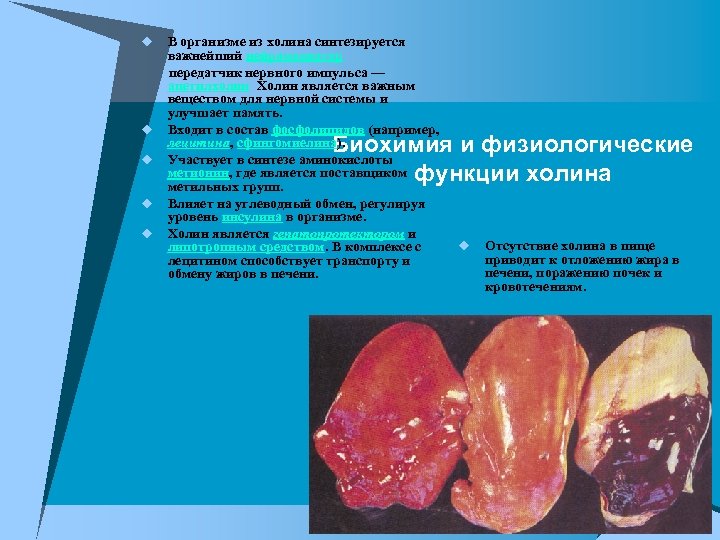 В организме из холина синтезируется важнейший нейромедиатор передатчик нервного импульса — ацетилхолин Холин является