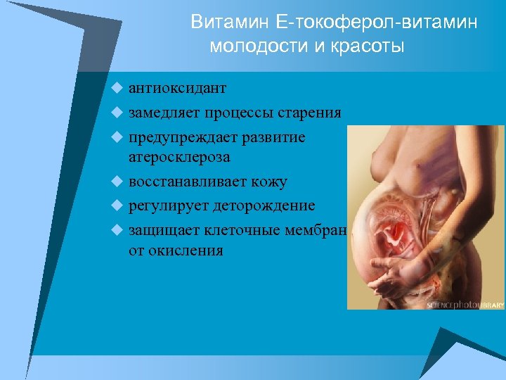  Витамин Е-токоферол-витамин молодости и красоты u антиоксидант u замедляет процессы старения u предупреждает