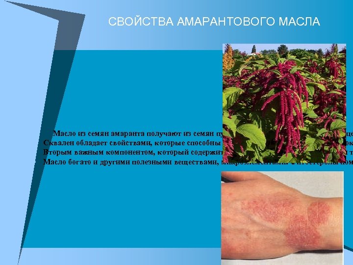 СВОЙСТВА АМАРАНТОВОГО МАСЛА u u Масло из семян амаранта получают из семян путем холодного