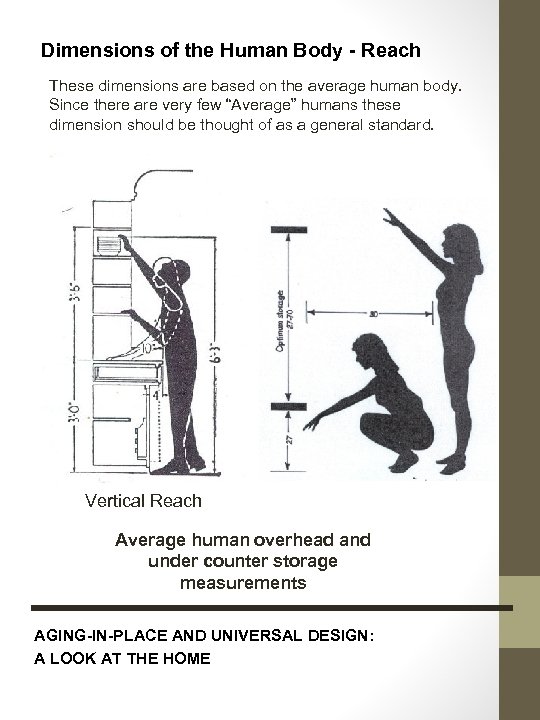 Dimensions of the Human Body - Reach These dimensions are based on the average