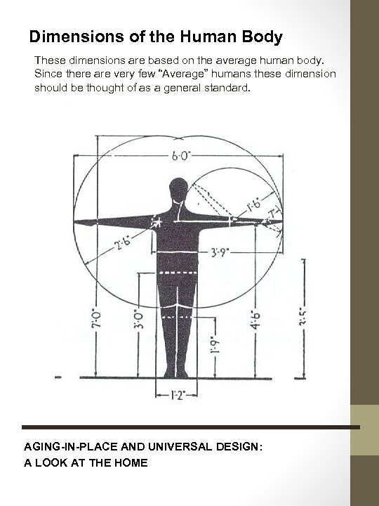 Dimensions of the Human Body These dimensions are based on the average human body.