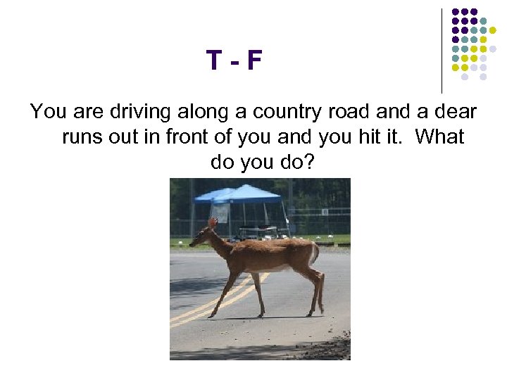 T-F You are driving along a country road and a dear runs out in