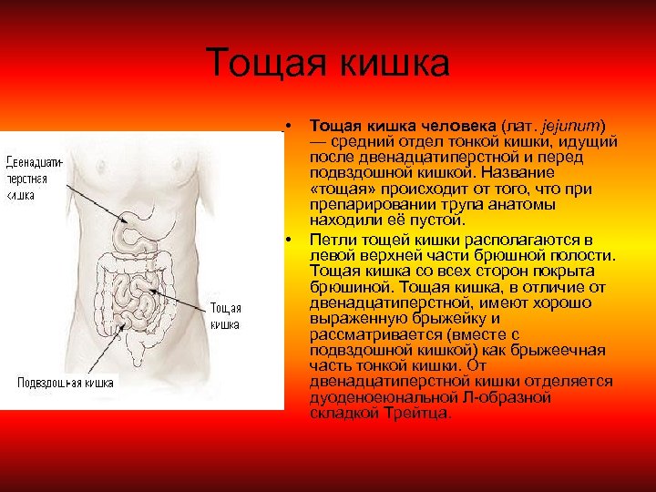 Тощая кишка • • Тощая кишка человека (лат. jejunum) — средний отдел тонкой кишки,