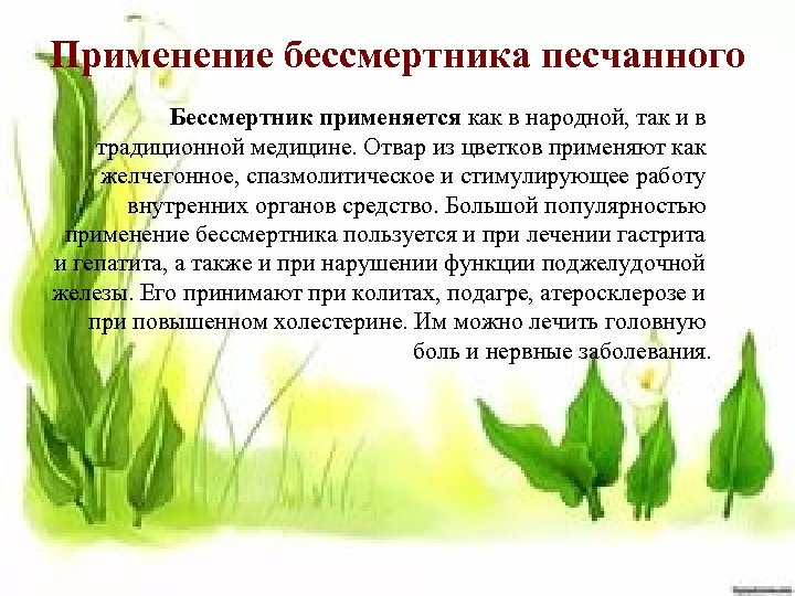 Применение бессмертника песчанного Бессмертник применяется как в народной, так и в традиционной медицине. Отвар