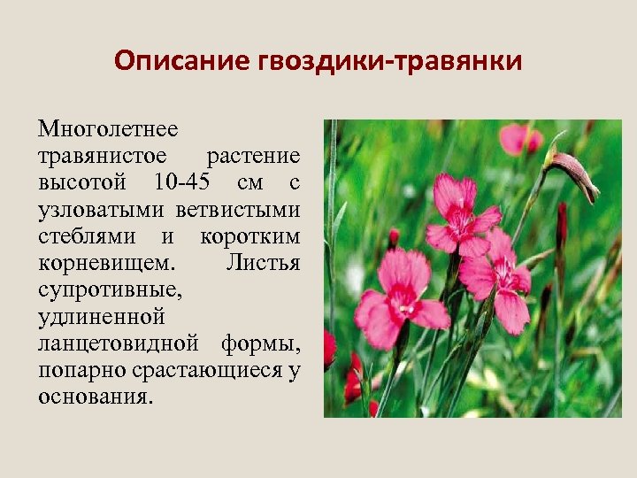 Описание гвоздики-травянки Многолетнее травянистое растение высотой 10 -45 см с узловатыми ветвистыми стеблями и