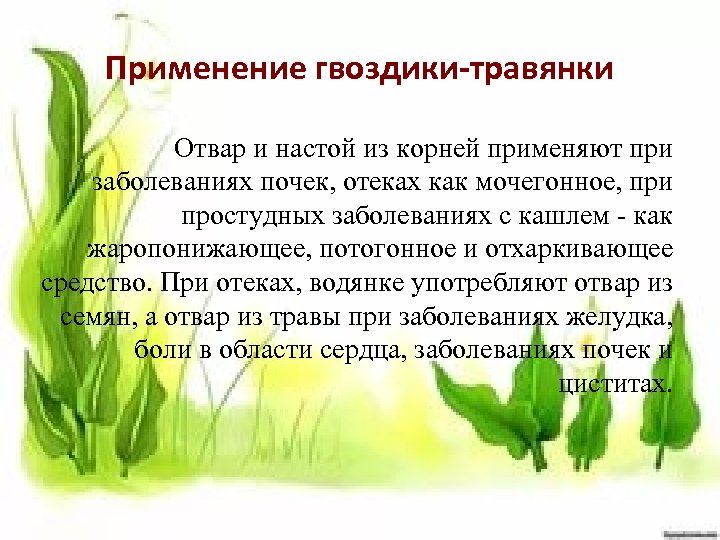 Применение гвоздики-травянки Отвар и настой из корней применяют при заболеваниях почек, отеках как мочегонное,