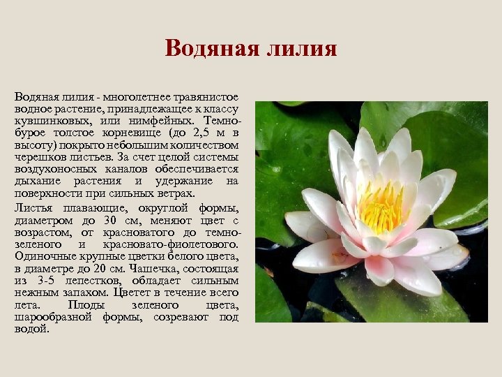 Водяная лилия - многолетнее травянистое водное растение, принадлежащее к классу кувшинковых, или нимфейных. Темнобурое