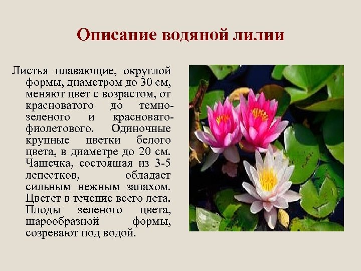 Описание водяной лилии Листья плавающие, округлой формы, диаметром до 30 см, меняют цвет с