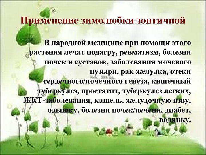 Применение зимолюбки зонтичной В народной медицине при помощи этого растения лечат подагру, ревматизм, болезни