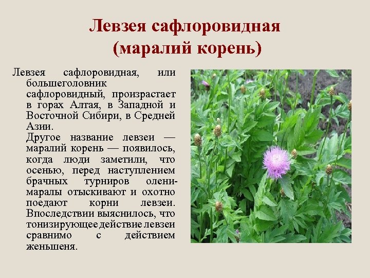 Растение левзея фото и описание